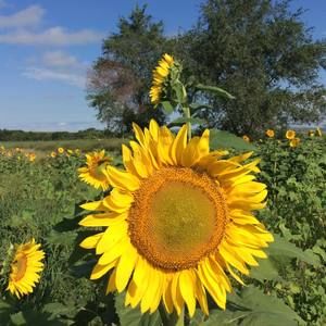 Meet your Posher, Lynette